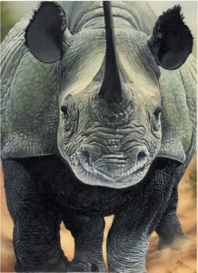 National Geographic Rhino